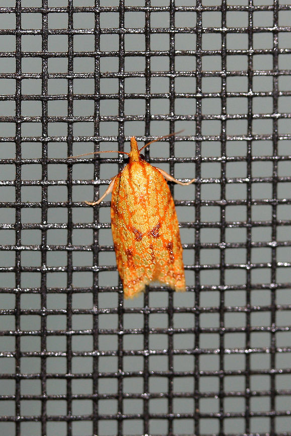 Sparganothis Fruitworm Moth (Sparganothis sulfureana) At porch lights near a backyard habitat.<br />
<figure class="photo"><a href="https://www.jungledragon.com/image/63363/sparganothis_fruitworm_moth_sparganothis_sulfureana.html" title="Sparganothis Fruitworm Moth (Sparganothis sulfureana)"><img src="https://s3.amazonaws.com/media.jungledragon.com/images/3231/63363_thumb.jpg?AWSAccessKeyId=05GMT0V3GWVNE7GGM1R2&Expires=1767225610&Signature=bGgcCDPNGaFSI%2FpC0ff87jVKoFk%3D" width="102" height="152" alt="Sparganothis Fruitworm Moth (Sparganothis sulfureana) At porch lights near a backyard habitat.<br />
https://www.jungledragon.com/image/63362/sparganothis_fruitworm_moth_sparganothis_sulfureana.html Geotagged,Moth Week 2018,Sparganothis sulfureana,Summer,United States,fruitworm moth,lepidoptera,moth,moths,sparganothis,sparganothis fruitworm moth" /></a></figure> Geotagged,Moth Week 2018,Sparganothis sulfureana,Summer,United States,fruitworm moth,lepidoptera,moth,moths,sparganothis,sparganothis fruitworm moth