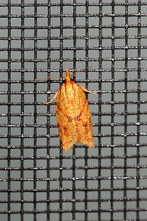 Sparganothis Fruitworm Moth (Sparganothis sulfureana) At porch lights near a backyard habitat.
https://www.jungledragon.com/image/63363/sparganothis_fruitworm_moth_sparganothis_sulfureana.html Geotagged,Moth Week 2018,Sparganothis sulfureana,Summer,United States,fruitworm moth,lepidoptera,moth,moths,sparganothis,sparganothis fruitworm moth