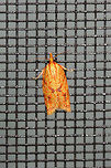 Sparganothis Fruitworm Moth (Sparganothis sulfureana) At porch lights near a backyard habitat.<br />
https://www.jungledragon.com/image/63363/sparganothis_fruitworm_moth_sparganothis_sulfureana.html Geotagged,Moth Week 2018,Sparganothis sulfureana,Summer,United States,fruitworm moth,lepidoptera,moth,moths,sparganothis,sparganothis fruitworm moth