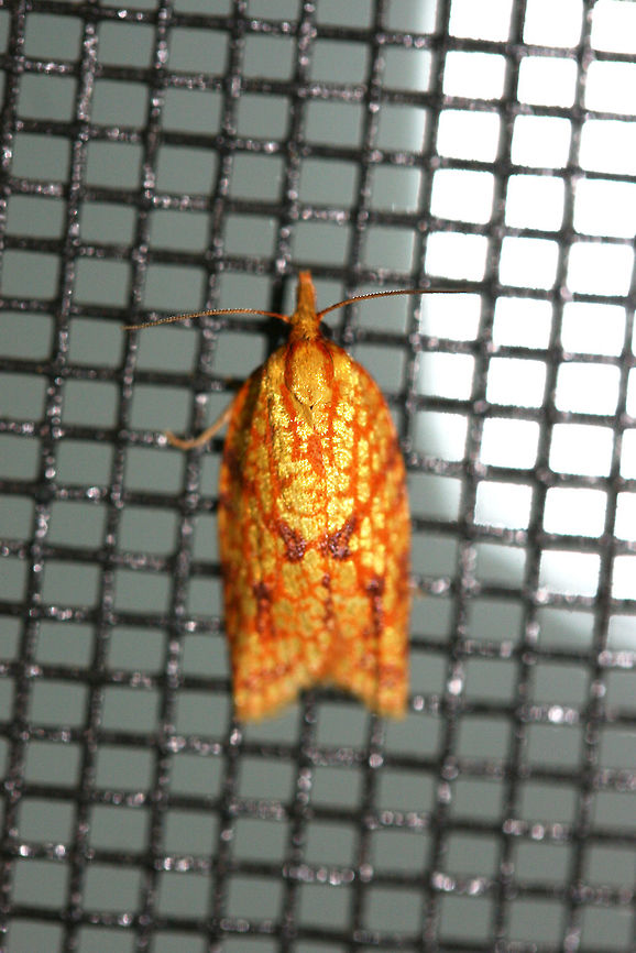 Sparganothis Fruitworm Moth (Sparganothis sulfureana) At porch lights near a backyard habitat.<br />
<figure class="photo"><a href="https://www.jungledragon.com/image/63362/sparganothis_fruitworm_moth_sparganothis_sulfureana.html" title="Sparganothis Fruitworm Moth (Sparganothis sulfureana)"><img src="https://s3.amazonaws.com/media.jungledragon.com/images/3231/63362_thumb.jpg?AWSAccessKeyId=05GMT0V3GWVNE7GGM1R2&Expires=1759968010&Signature=xrpUGYL3TE1ONzSq0xj4BPVPwd4%3D" width="102" height="152" alt="Sparganothis Fruitworm Moth (Sparganothis sulfureana) At porch lights near a backyard habitat.<br />
https://www.jungledragon.com/image/63363/sparganothis_fruitworm_moth_sparganothis_sulfureana.html Geotagged,Moth Week 2018,Sparganothis sulfureana,Summer,United States,fruitworm moth,lepidoptera,moth,moths,sparganothis,sparganothis fruitworm moth" /></a></figure> Geotagged,Moth Week 2018,Sparganothis sulfureana,Summer,United States,fruitworm moth,lepidoptera,moth,moths,sparganothis,sparganothis fruitworm moth
