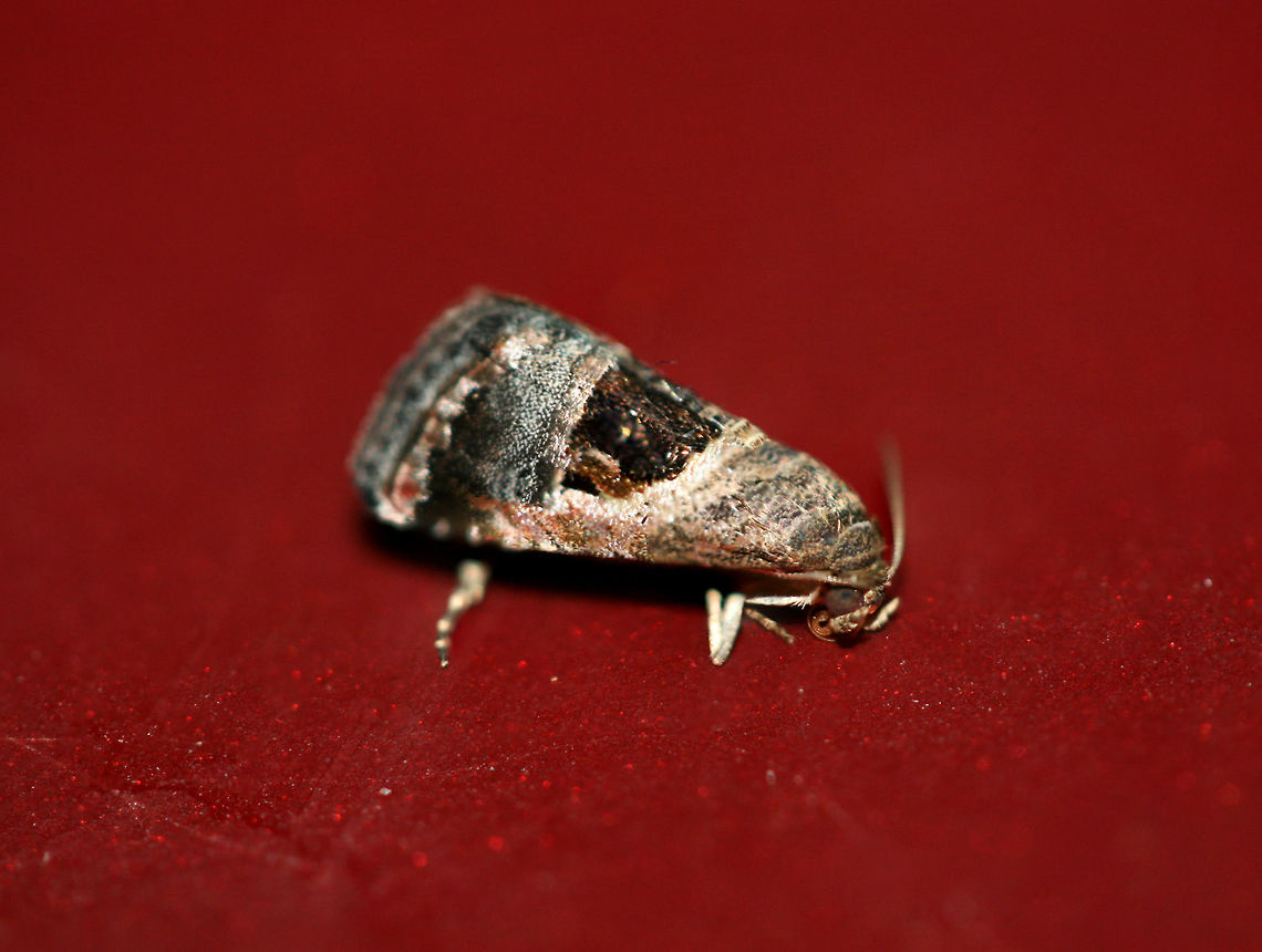 Tripudia rectangula At porch lights near a backyard habitat. Geotagged,Moth Week 2018,Summer,Tripudia rectangula,United States,lepidoptera,moth,moths,tripudia