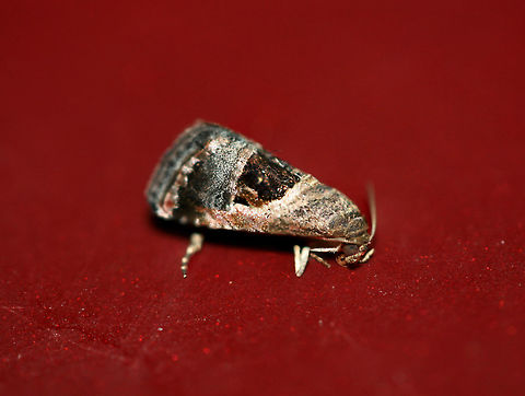Tripudia rectangula