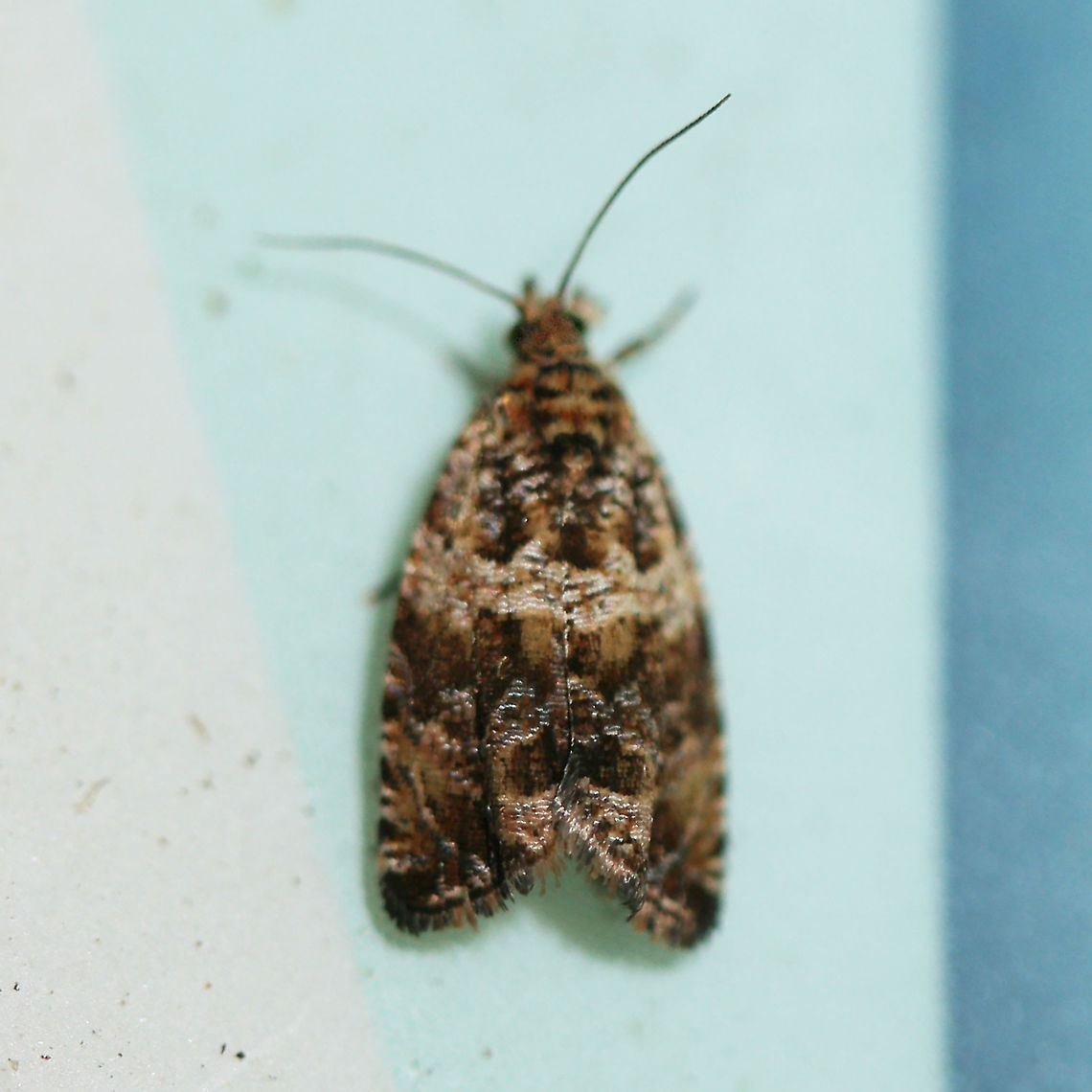 Celypha cespitana? At lights near a backyard habitat.<br />
<figure class="photo"><a href="https://www.jungledragon.com/image/63367/celypha_cespitana.html" title="Celypha cespitana?"><img src="https://s3.amazonaws.com/media.jungledragon.com/images/3231/63367_thumb.jpg?AWSAccessKeyId=05GMT0V3GWVNE7GGM1R2&Expires=1767225610&Signature=hDZup%2Fpl8RthumoxHt%2BUSuIwtes%3D" width="102" height="152" alt="Celypha cespitana? At lights near a backyard habitat.<br />
https://www.jungledragon.com/image/63366/celypha_cespitana.html Celypha cespitana,Geotagged,Moth Week 2018,Summer,United States,lepidoptera,moth,moths" /></a></figure> Celypha cespitana,Geotagged,Moth Week 2018,Summer,United States,lepidoptera,moth,moths