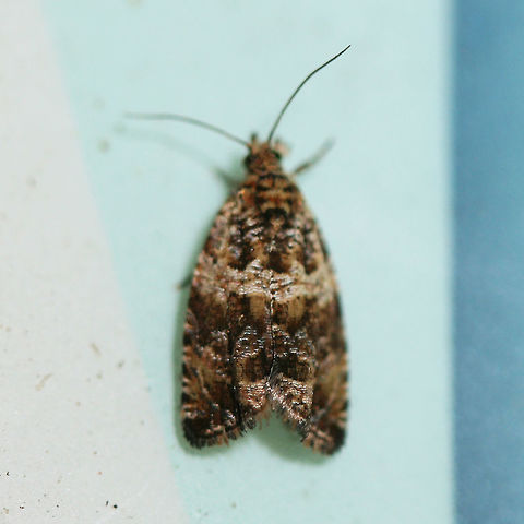 Celypha cespitana? At lights near a backyard habitat.
https://www.jungledragon.com/image/63367/celypha_cespitana.html Celypha cespitana,Geotagged,Moth Week 2018,Summer,United States,lepidoptera,moth,moths