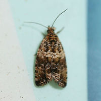 Celypha cespitana? At lights near a backyard habitat.<br />
https://www.jungledragon.com/image/63367/celypha_cespitana.html Celypha cespitana,Geotagged,Moth Week 2018,Summer,United States,lepidoptera,moth,moths