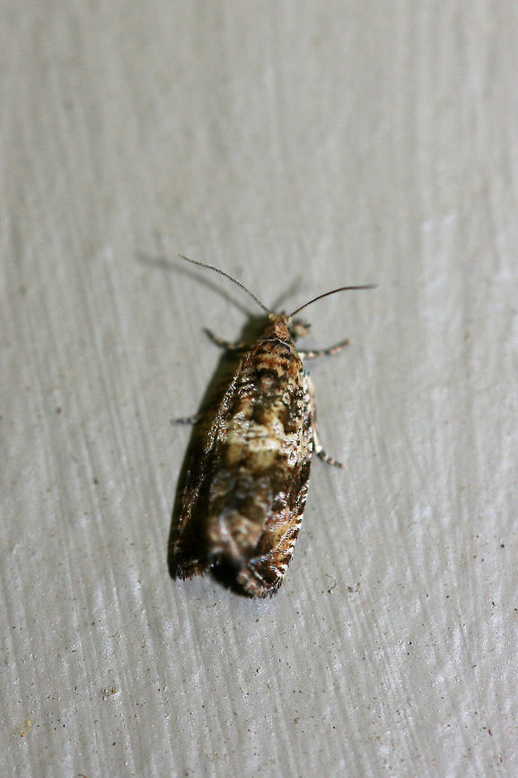Celypha cespitana? At lights near a backyard habitat.<br />
<figure class="photo"><a href="https://www.jungledragon.com/image/63366/celypha_cespitana.html" title="Celypha cespitana?"><img src="https://s3.amazonaws.com/media.jungledragon.com/images/3231/63366_thumb.jpg?AWSAccessKeyId=05GMT0V3GWVNE7GGM1R2&Expires=1759968010&Signature=ka6Rg1H81WrgEq44o5lmcRohCBk%3D" width="200" height="200" alt="Celypha cespitana? At lights near a backyard habitat.<br />
https://www.jungledragon.com/image/63367/celypha_cespitana.html Celypha cespitana,Geotagged,Moth Week 2018,Summer,United States,lepidoptera,moth,moths" /></a></figure> Celypha cespitana,Geotagged,Moth Week 2018,Summer,United States,lepidoptera,moth,moths