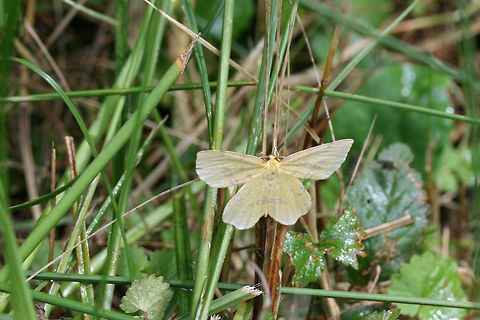 Crocus Geometer Moth (Xanthotype sp. ) Resting on grasses in an overgrown backyard habitat in NW Georgia (Gordon County), US. Geotagged,Moth Week 2018,Spring,United States,crocus geometer,geometer,geometrid,lepidoptera,moth,moths