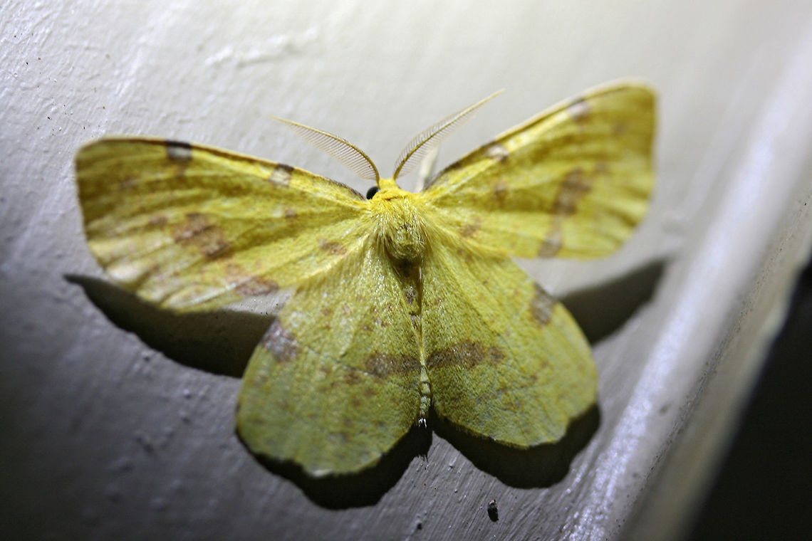 Crocus Geometer Moth (Xanthotype sp. ) Large, yellow Geometrid moth with violet to pink spots. Xanthotype species are only distinguishable by examination of genitalia. I do not have this skillset, so I will leave this at the Xanthotype genus.<br />
<br />
Habitat:<br />
<br />
At porch lights near front yard (open field). Surrounded by mixed hardwoods/loblolly pines.<br />
<figure class="photo"><a href="https://www.jungledragon.com/image/63380/crocus_geometer_moth_xanthotype_sp._.html" title="Crocus Geometer Moth (Xanthotype sp. )"><img src="https://s3.amazonaws.com/media.jungledragon.com/images/3231/63380_thumb.jpg?AWSAccessKeyId=05GMT0V3GWVNE7GGM1R2&Expires=1759968010&Signature=%2BuDZDbcEaKk6Zhj7MRsoa74%2BJ2w%3D" width="200" height="134" alt="Crocus Geometer Moth (Xanthotype sp. ) Large, yellow Geometrid moth with violet to pink spots. Xanthotype species are only distinguishable by examination of genitalia. I do not have this skillset, so I will leave this at the Xanthotype genus.<br />
<br />
Habitat:<br />
<br />
At porch lights near front yard (open field). Surrounded by mixed hardwoods/loblolly pines.<br />
https://www.jungledragon.com/image/63381/crocus_geometer_moth_xanthotype_sp._.html<br />
https://www.jungledragon.com/image/63382/crocus_geometer_moth_xanthotype_sp._.html Geotagged,Moth Week 2018,Summer,United States,crocus geometer moth,geometer moth,geometrid,lepidoptera,moth,moths,xanthotype" /></a></figure><br />
<figure class="photo"><a href="https://www.jungledragon.com/image/63382/crocus_geometer_moth_xanthotype_sp._.html" title="Crocus Geometer Moth (Xanthotype sp. )"><img src="https://s3.amazonaws.com/media.jungledragon.com/images/3231/63382_thumb.jpg?AWSAccessKeyId=05GMT0V3GWVNE7GGM1R2&Expires=1759968010&Signature=Cg77A98O81iYSUfIWXv%2FQoleH28%3D" width="200" height="200" alt="Crocus Geometer Moth (Xanthotype sp. ) Large, yellow Geometrid moth with violet to pink spots. Xanthotype species are only distinguishable by examination of genitalia. I do not have this skillset, so I will leave this at the Xanthotype genus.<br />
<br />
Habitat:<br />
<br />
At porch lights near front yard (open field). Surrounded by mixed hardwoods/loblolly pines.<br />
https://www.jungledragon.com/image/63380/crocus_geometer_moth_xanthotype_sp._.html<br />
https://www.jungledragon.com/image/63381/crocus_geometer_moth_xanthotype_sp._.html Geotagged,Moth Week 2018,Summer,United States,crocus geometer moth,geometer moth,geometrid,lepidoptera,moth,moths,xanthotype" /></a></figure> Geotagged,Moth Week 2018,Summer,United States,crocus geometer moth,geometer moth,geometrid,lepidoptera,moth,moths,xanthotype