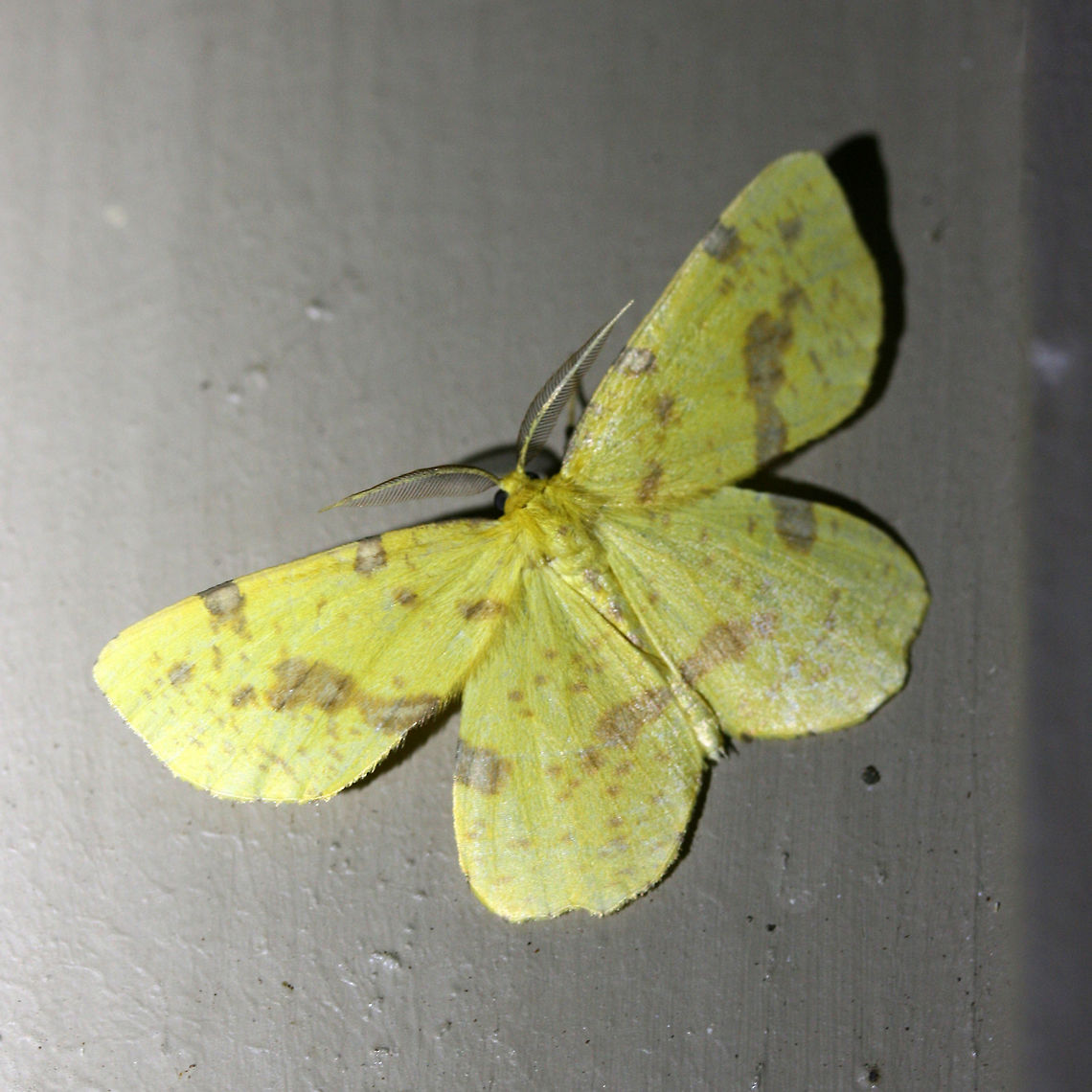 Crocus Geometer Moth (Xanthotype sp. ) Large, yellow Geometrid moth with violet to pink spots. Xanthotype species are only distinguishable by examination of genitalia. I do not have this skillset, so I will leave this at the Xanthotype genus.<br />
<br />
Habitat:<br />
<br />
At porch lights near front yard (open field). Surrounded by mixed hardwoods/loblolly pines.<br />
<figure class="photo"><a href="https://www.jungledragon.com/image/63380/crocus_geometer_moth_xanthotype_sp._.html" title="Crocus Geometer Moth (Xanthotype sp. )"><img src="https://s3.amazonaws.com/media.jungledragon.com/images/3231/63380_thumb.jpg?AWSAccessKeyId=05GMT0V3GWVNE7GGM1R2&Expires=1759968010&Signature=%2BuDZDbcEaKk6Zhj7MRsoa74%2BJ2w%3D" width="200" height="134" alt="Crocus Geometer Moth (Xanthotype sp. ) Large, yellow Geometrid moth with violet to pink spots. Xanthotype species are only distinguishable by examination of genitalia. I do not have this skillset, so I will leave this at the Xanthotype genus.<br />
<br />
Habitat:<br />
<br />
At porch lights near front yard (open field). Surrounded by mixed hardwoods/loblolly pines.<br />
https://www.jungledragon.com/image/63381/crocus_geometer_moth_xanthotype_sp._.html<br />
https://www.jungledragon.com/image/63382/crocus_geometer_moth_xanthotype_sp._.html Geotagged,Moth Week 2018,Summer,United States,crocus geometer moth,geometer moth,geometrid,lepidoptera,moth,moths,xanthotype" /></a></figure><br />
<figure class="photo"><a href="https://www.jungledragon.com/image/63381/crocus_geometer_moth_xanthotype_sp._.html" title="Crocus Geometer Moth (Xanthotype sp. )"><img src="https://s3.amazonaws.com/media.jungledragon.com/images/3231/63381_thumb.jpg?AWSAccessKeyId=05GMT0V3GWVNE7GGM1R2&Expires=1759968010&Signature=f%2BcU9HdS3WCNLbOOfZ7v2fJYZFU%3D" width="200" height="134" alt="Crocus Geometer Moth (Xanthotype sp. ) Large, yellow Geometrid moth with violet to pink spots. Xanthotype species are only distinguishable by examination of genitalia. I do not have this skillset, so I will leave this at the Xanthotype genus.<br />
<br />
Habitat:<br />
<br />
At porch lights near front yard (open field). Surrounded by mixed hardwoods/loblolly pines.<br />
https://www.jungledragon.com/image/63380/crocus_geometer_moth_xanthotype_sp._.html<br />
https://www.jungledragon.com/image/63382/crocus_geometer_moth_xanthotype_sp._.html Geotagged,Moth Week 2018,Summer,United States,crocus geometer moth,geometer moth,geometrid,lepidoptera,moth,moths,xanthotype" /></a></figure> Geotagged,Moth Week 2018,Summer,United States,crocus geometer moth,geometer moth,geometrid,lepidoptera,moth,moths,xanthotype