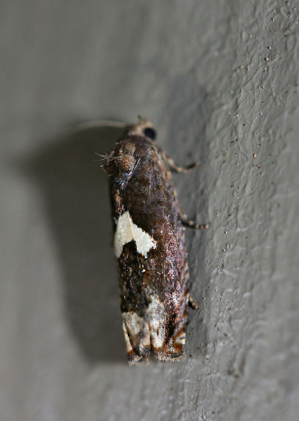 Bidens Borer Moth (Epiblema otiosana) At porch lights near a backyard habitat in NW Georgia (Gordon County), US.<br />
<figure class="photo"><a href="https://www.jungledragon.com/image/63384/bidens_borer_moth_epiblema_otiosana.html" title="Bidens Borer Moth (Epiblema otiosana)"><img src="https://s3.amazonaws.com/media.jungledragon.com/images/3231/63384_thumb.jpg?AWSAccessKeyId=05GMT0V3GWVNE7GGM1R2&Expires=1767225610&Signature=9e2dLeRiCWQz2EtOGQ1sDbhi8eE%3D" width="102" height="152" alt="Bidens Borer Moth (Epiblema otiosana) At porch lights near a backyard habitat in NW Georgia (Gordon County), US.<br />
https://www.jungledragon.com/image/63383/bidens_borer_moth_epiblema_otiosana.html Bidens borer,Epiblema otiosana,Geotagged,Moth Week 2018,Summer,United States,lepidoptera,moth,moths" /></a></figure> Bidens borer,Epiblema otiosana,Geotagged,Moth Week 2018,Summer,United States,lepidoptera,moth,moths