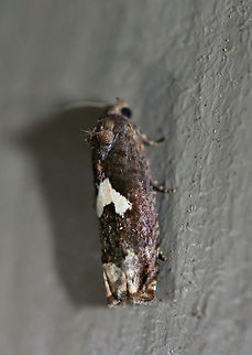 Bidens Borer Moth (Epiblema otiosana) At porch lights near a backyard habitat in NW Georgia (Gordon County), US.
https://www.jungledragon.com/image/63384/bidens_borer_moth_epiblema_otiosana.html Bidens borer,Epiblema otiosana,Geotagged,Moth Week 2018,Summer,United States,lepidoptera,moth,moths