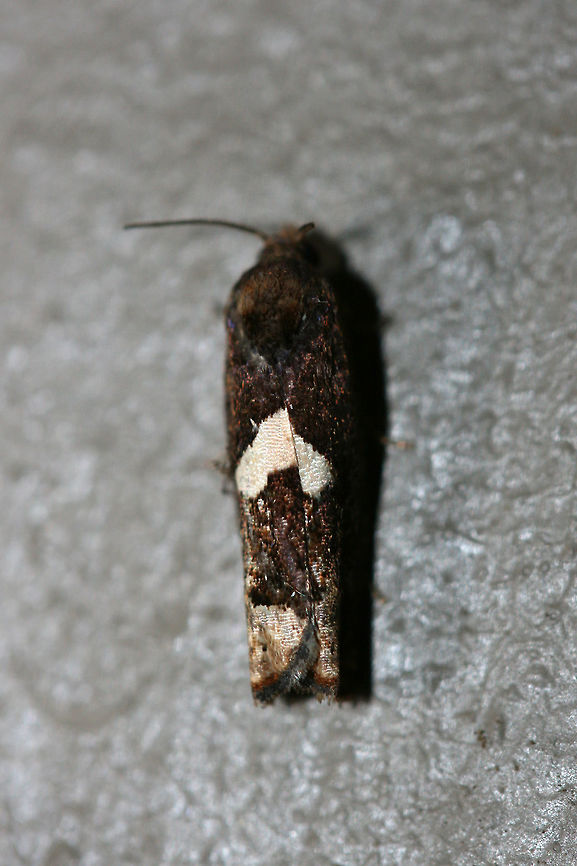 Bidens Borer Moth (Epiblema otiosana) At porch lights near a backyard habitat in NW Georgia (Gordon County), US.<br />
<figure class="photo"><a href="https://www.jungledragon.com/image/63383/bidens_borer_moth_epiblema_otiosana.html" title="Bidens Borer Moth (Epiblema otiosana)"><img src="https://s3.amazonaws.com/media.jungledragon.com/images/3231/63383_thumb.jpg?AWSAccessKeyId=05GMT0V3GWVNE7GGM1R2&Expires=1767225610&Signature=GiLZGSWWozRUE1c3ys5C9mfn6%2Bg%3D" width="108" height="152" alt="Bidens Borer Moth (Epiblema otiosana) At porch lights near a backyard habitat in NW Georgia (Gordon County), US.<br />
https://www.jungledragon.com/image/63384/bidens_borer_moth_epiblema_otiosana.html Bidens borer,Epiblema otiosana,Geotagged,Moth Week 2018,Summer,United States,lepidoptera,moth,moths" /></a></figure> Bidens borer,Epiblema otiosana,Geotagged,Moth Week 2018,Summer,United States,lepidoptera,moth,moths