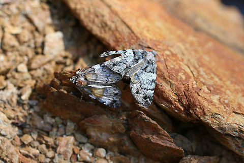 False Underwing Moths (Allotria elonympha)? - Mating Pair Mating pair in a disturbed area near a dense mixed hardwood/coniferous forest.

Tentative ID!
https://www.jungledragon.com/image/63387/false_underwing_moths_allotria_elonympha_-_mating_pair.html
https://www.jungledragon.com/image/63388/false_underwing_moths_allotria_elonympha_-_mating_pair.html
 API,Allotria elonympha,Geotagged,Moth Week 2018,Summer,United States,allotria,allotria elonympha,false underwing moth,lepidoptera,moth,moths
