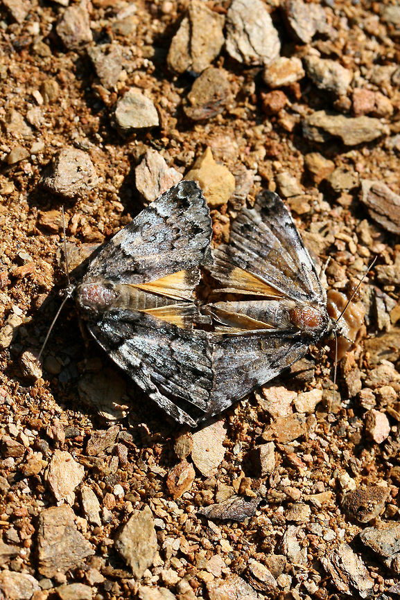 False Underwing Moths (Allotria elonympha)? - Mating Pair Mating pair in a disturbed area near a dense mixed hardwood/coniferous forest.<br />
<br />
Tentative ID!<br />
<figure class="photo"><a href="https://www.jungledragon.com/image/63386/false_underwing_moths_allotria_elonympha_-_mating_pair.html" title="False Underwing Moths (Allotria elonympha)? - Mating Pair"><img src="https://s3.amazonaws.com/media.jungledragon.com/images/3231/63386_thumb.jpg?AWSAccessKeyId=05GMT0V3GWVNE7GGM1R2&Expires=1763596810&Signature=htyiJAWEYwz%2FGP7R6SjE5oAuHf8%3D" width="200" height="134" alt="False Underwing Moths (Allotria elonympha)? - Mating Pair Mating pair in a disturbed area near a dense mixed hardwood/coniferous forest.<br />
<br />
Tentative ID!<br />
https://www.jungledragon.com/image/63387/false_underwing_moths_allotria_elonympha_-_mating_pair.html<br />
https://www.jungledragon.com/image/63388/false_underwing_moths_allotria_elonympha_-_mating_pair.html<br />
 API,Allotria elonympha,Geotagged,Moth Week 2018,Summer,United States,allotria,allotria elonympha,false underwing moth,lepidoptera,moth,moths" /></a></figure><br />
<figure class="photo"><a href="https://www.jungledragon.com/image/63388/false_underwing_moths_allotria_elonympha_-_mating_pair.html" title="False Underwing Moths (Allotria elonympha)? - Mating Pair"><img src="https://s3.amazonaws.com/media.jungledragon.com/images/3231/63388_thumb.jpg?AWSAccessKeyId=05GMT0V3GWVNE7GGM1R2&Expires=1763596810&Signature=Hdp3PhS9ZuzFVeGSyitlR7sa31U%3D" width="200" height="134" alt="False Underwing Moths (Allotria elonympha)? - Mating Pair Mating pair in a disturbed area near a dense mixed hardwood/coniferous forest.<br />
<br />
Tentative ID!<br />
https://www.jungledragon.com/image/63387/false_underwing_moths_allotria_elonympha_-_mating_pair.html<br />
https://www.jungledragon.com/image/63386/false_underwing_moths_allotria_elonympha_-_mating_pair.html API,Allotria elonympha,Geotagged,Moth week 2018,Summer,United States,allotria,allotria elonympha,false underwing moth,lepidoptera,moth,moths" /></a></figure> API,Allotria elonympha,Geotagged,Moth Week 2018,Summer,United States,allotria,allotria elonympha,false underwing moth,lepidoptera,moth,moths