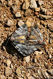 False Underwing Moths (Allotria elonympha)? - Mating Pair Mating pair in a disturbed area near a dense mixed hardwood/coniferous forest.

Tentative ID!
https://www.jungledragon.com/image/63386/false_underwing_moths_allotria_elonympha_-_mating_pair.html
https://www.jungledragon.com/image/63388/false_underwing_moths_allotria_elonympha_-_mating_pair.html API,Allotria elonympha,Geotagged,Moth Week 2018,Summer,United States,allotria,allotria elonympha,false underwing moth,lepidoptera,moth,moths