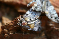 False Underwing Moths (Allotria elonympha)? - Mating Pair Mating pair in a disturbed area near a dense mixed hardwood/coniferous forest.<br />
<br />
Tentative ID!<br />
https://www.jungledragon.com/image/63387/false_underwing_moths_allotria_elonympha_-_mating_pair.html<br />
https://www.jungledragon.com/image/63386/false_underwing_moths_allotria_elonympha_-_mating_pair.html API,Allotria elonympha,Geotagged,Moth week 2018,Summer,United States,allotria,allotria elonympha,false underwing moth,lepidoptera,moth,moths