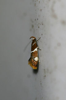 Suzuki's Promalactis Moth (Promalactis suzukiella) Came to a UV light setup near an overgrown backyard habitat in NW Georgia.  Geotagged,Promalactis suzukiella,Summer,United States