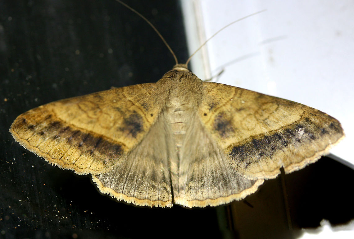 Yellow Mocis Moth (Mocis disseverans) Large, brown to gold Erebid moth with a dark brown band and spots on forewings. Lighter dark band is visible on hindwings.<br />
<br />
Habitat:<br />
<br />
At porch lights near front yard (open field). Surrounded by mixed hardwoods/loblolly pines.<br />
<figure class="photo"><a href="https://www.jungledragon.com/image/63419/yellow_mocis_moth_mocis_disseverans.html" title="Yellow Mocis Moth (Mocis disseverans)"><img src="https://s3.amazonaws.com/media.jungledragon.com/images/3231/63419_thumb.jpg?AWSAccessKeyId=05GMT0V3GWVNE7GGM1R2&Expires=1767225610&Signature=t2g3l8dZtTsLlAeeEbk1zhMaR9c%3D" width="200" height="200" alt="Yellow Mocis Moth (Mocis disseverans) Large, brown to gold Erebid moth with a dark brown band and spots on forewings. Lighter dark band is visible on hindwings.<br />
<br />
Habitat:<br />
<br />
At porch lights near front yard (open field). Surrounded by mixed hardwoods/loblolly pines.<br />
https://www.jungledragon.com/image/63418/yellow_mocis_moth_mocis_disseverans.html API,Geotagged,Mocis disseverans,Moth Week 2018,Summer,United States,lepidoptera,moth,moths,yellow mocis,yellow mocis moth" /></a></figure> API,Geotagged,Mocis disseverans,Moth Week 2018,Summer,United States,lepidoptera,moth,moths,yellow mocis,yellow mocis moth