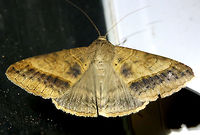 Yellow Mocis Moth (Mocis disseverans) Large, brown to gold Erebid moth with a dark brown band and spots on forewings. Lighter dark band is visible on hindwings.<br />
<br />
Habitat:<br />
<br />
At porch lights near front yard (open field). Surrounded by mixed hardwoods/loblolly pines.<br />
https://www.jungledragon.com/image/63419/yellow_mocis_moth_mocis_disseverans.html API,Geotagged,Mocis disseverans,Moth Week 2018,Summer,United States,lepidoptera,moth,moths,yellow mocis,yellow mocis moth