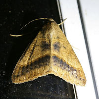 Yellow Mocis Moth (Mocis disseverans) Large, brown to gold Erebid moth with a dark brown band and spots on forewings. Lighter dark band is visible on hindwings.<br />
<br />
Habitat:<br />
<br />
At porch lights near front yard (open field). Surrounded by mixed hardwoods/loblolly pines.<br />
https://www.jungledragon.com/image/63418/yellow_mocis_moth_mocis_disseverans.html API,Geotagged,Mocis disseverans,Moth Week 2018,Summer,United States,lepidoptera,moth,moths,yellow mocis,yellow mocis moth