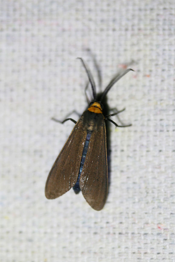 Orange-collared Scape Moth (Cisseps fulvicollis) At a UV light setup near a backyard habitat in NW Georgia (Gordon County), US. Cisseps fulvicollis,Geotagged,Moth Week 2018,Summer,United States,Yellow-collared Scape Moth,cisseps,lepidoptera,moth,moths