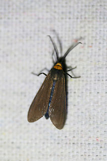 Orange-collared Scape Moth (Cisseps fulvicollis) At a UV light setup near a backyard habitat in NW Georgia (Gordon County), US. Cisseps fulvicollis,Geotagged,Moth Week 2018,Summer,United States,Yellow-collared Scape Moth,cisseps,lepidoptera,moth,moths