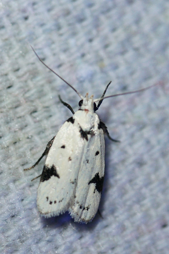 Black-marked Inga Moth (Inga sparsiciliella) At a UV light setup near a backyard habitat in NW Georgia (Gordon County), US.<br />
<figure class="photo"><a href="https://www.jungledragon.com/image/63454/black-marked_inga_moth_inga_sparsiciliella.html" title="Black-marked Inga Moth (Inga sparsiciliella)"><img src="https://s3.amazonaws.com/media.jungledragon.com/images/3231/63454_thumb.jpg?AWSAccessKeyId=05GMT0V3GWVNE7GGM1R2&Expires=1767225610&Signature=Jv6jIHlOV7mIL5JgTCnksv4Ep6k%3D" width="200" height="134" alt="Black-marked Inga Moth (Inga sparsiciliella) At a UV light setup near a backyard habitat in NW Georgia (Gordon County), US.<br />
https://www.jungledragon.com/image/63453/black-marked_inga_moth_inga_sparsiciliella.html Geotagged,Inga sparsiciliella,Moth Week 2018,Summer,United States,black-marked inga,inga,lepidoptera,moth,moths" /></a></figure> Geotagged,Inga sparsiciliella,Moth Week 2018,Summer,United States,black-marked inga,inga,lepidoptera,moth,moths