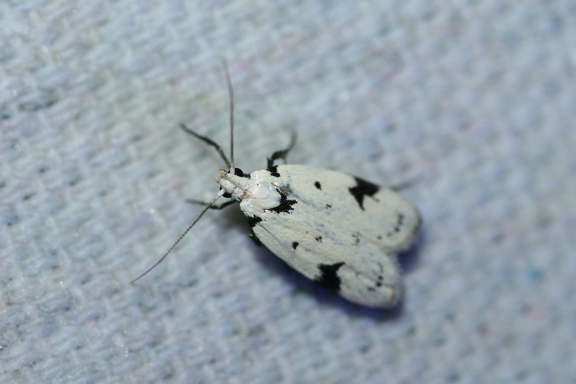Black-marked Inga Moth (Inga sparsiciliella) At a UV light setup near a backyard habitat in NW Georgia (Gordon County), US.<br />
<figure class="photo"><a href="https://www.jungledragon.com/image/63453/black-marked_inga_moth_inga_sparsiciliella.html" title="Black-marked Inga Moth (Inga sparsiciliella)"><img src="https://s3.amazonaws.com/media.jungledragon.com/images/3231/63453_thumb.jpg?AWSAccessKeyId=05GMT0V3GWVNE7GGM1R2&Expires=1759968010&Signature=Jbt%2Bq29uBLxJyWpRANiqR9rvBiQ%3D" width="102" height="152" alt="Black-marked Inga Moth (Inga sparsiciliella) At a UV light setup near a backyard habitat in NW Georgia (Gordon County), US.<br />
https://www.jungledragon.com/image/63454/black-marked_inga_moth_inga_sparsiciliella.html Geotagged,Inga sparsiciliella,Moth Week 2018,Summer,United States,black-marked inga,inga,lepidoptera,moth,moths" /></a></figure> Geotagged,Inga sparsiciliella,Moth Week 2018,Summer,United States,black-marked inga,inga,lepidoptera,moth,moths