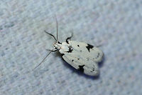 Black-marked Inga Moth (Inga sparsiciliella) At a UV light setup near a backyard habitat in NW Georgia (Gordon County), US.<br />
https://www.jungledragon.com/image/63453/black-marked_inga_moth_inga_sparsiciliella.html Geotagged,Inga sparsiciliella,Moth Week 2018,Summer,United States,black-marked inga,inga,lepidoptera,moth,moths