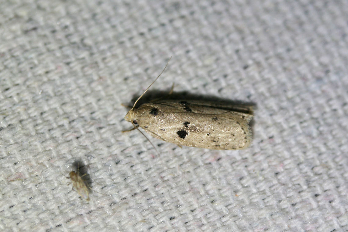 Scythropiodes issikii At UV light setup in NW Georgia (Gordon County), US. Geotagged,Scythropiodes issikii,Summer,United States