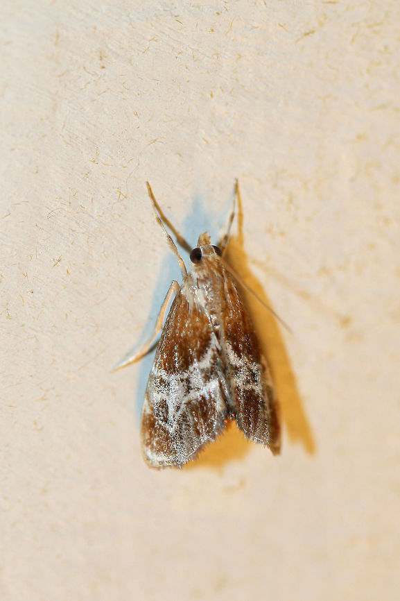 Julia's Dicymolomia Moth (Dicymolomia julianalis)? This lovely moth made its way indoors from an overgrown backyard habitat and was enjoying the glow of my bathroom vanity lights. Gordon County, Georgia, US. July 22, 2018. Dicymolomia julianalis,Geotagged,Moth Week 2018,Summer,United States,dicymolomia,julia's dicymolomia moth,lepidoptera,moth,moths
