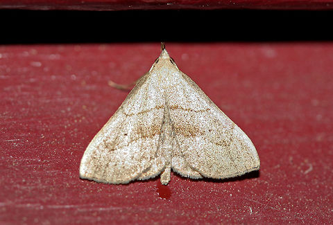 Brown-lined Owlet (Macrochilo litophora) At porch lights near an overgrown backyard habitat in NW Georgia (Gordon County, US). Geotagged,Macrochilo litophora,Moth Week 2018,Summer,United States,brown-lined owlet moth,lepidoptera,macrochilo,moth,moths,owlet moth