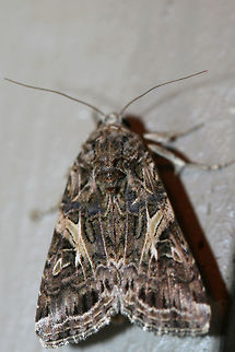 Yellow-striped Armyworm Moth (Spodoptera ornithogalli) At porch lights near a backyard habitat in NW Georgia (Gordon County), US. Geotagged,Moth Week 2018,Spodoptera ornithogalli,Summer,United States,Yellow-striped Armyworm Moth,armyworm moth,lepidoptera,moth,moths,yellow-striped armyworm moth