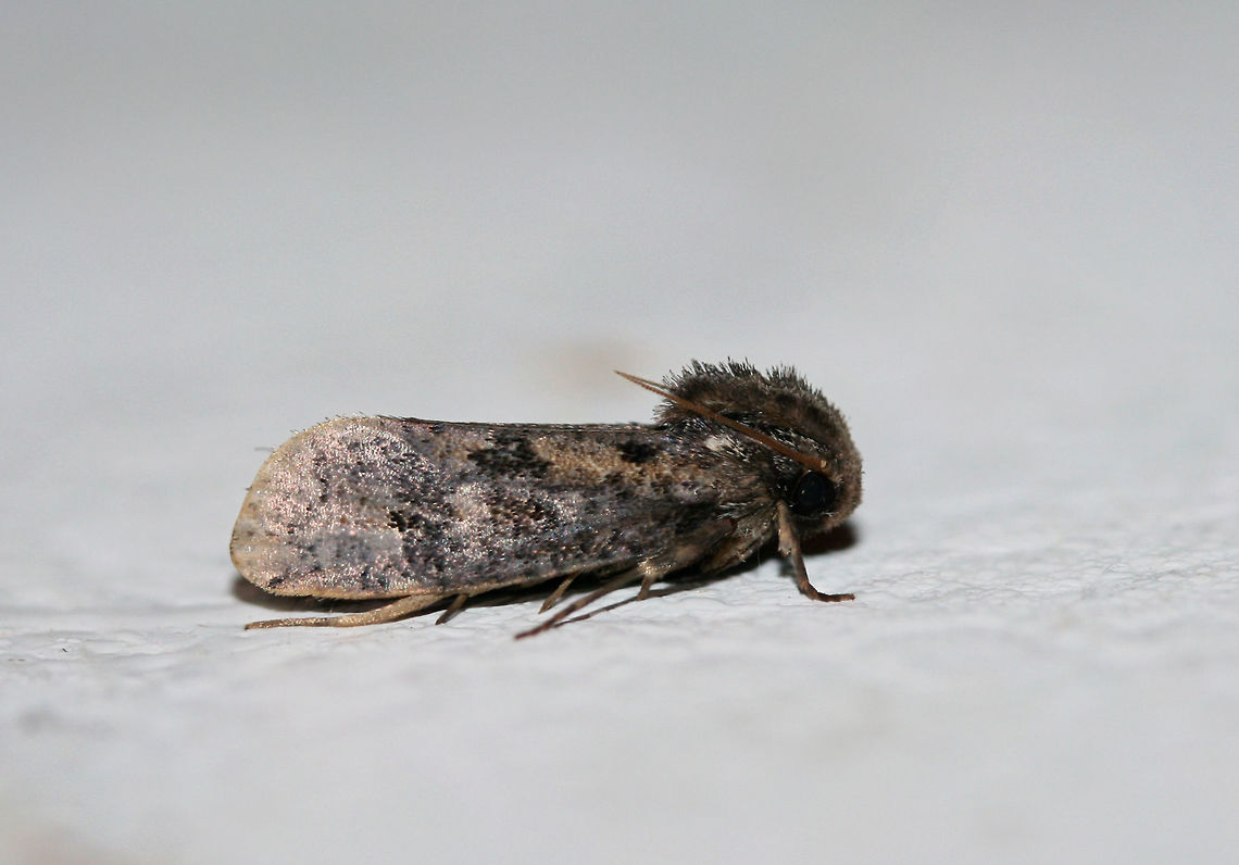 Clemens' Grass Tubeworm Moth (Acrolophus popeanella) Species level ID is tentative. I'm pretty sure this is a worn Acrolophus popeanella.<br />
<br />
This furry fellow was enjoying my porch lights this morning. Near an overgrown backyard habitat in NW Georgia (Gordon County), US. Acrolophus popeanella,Geotagged,Summer,United States