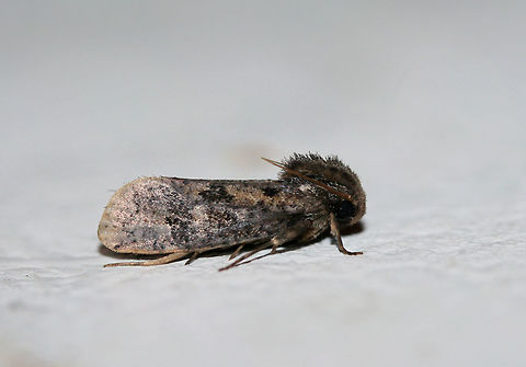 Clemens' Grass Tubeworm Moth (Acrolophus popeanella) Species level ID is tentative. I'm pretty sure this is a worn Acrolophus popeanella.

This furry fellow was enjoying my porch lights this morning. Near an overgrown backyard habitat in NW Georgia (Gordon County), US. Acrolophus popeanella,Geotagged,Summer,United States