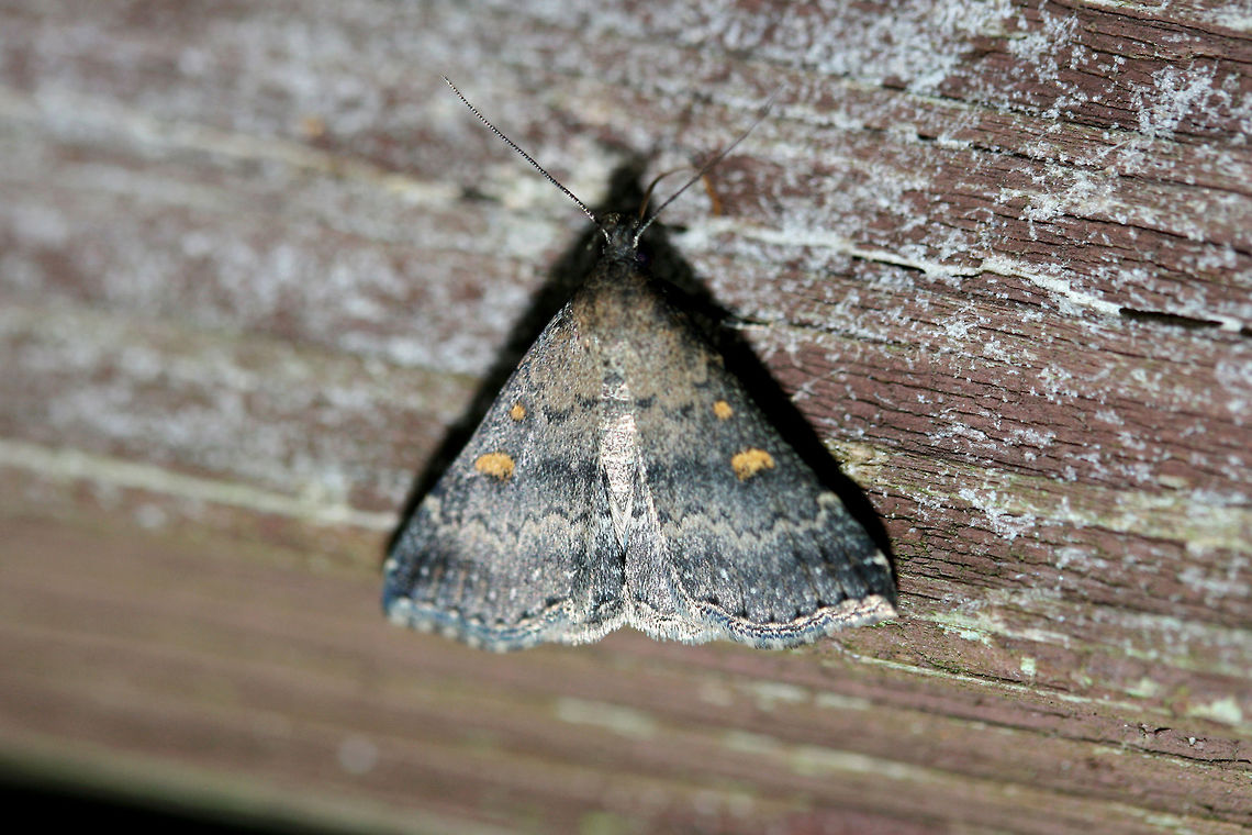 Tetanolita mynesalis? Gray/blue moth with orange spots on forewings and scalloped lines. At UV light setup near a backyard habitat.<br />
<br />
Seeking ID clarification right now! Any guidance is much appreciated! Geotagged,Lepidoptera,Moth Week 2018,Summer,Tetanolita mynesalis,United States,moth,moths