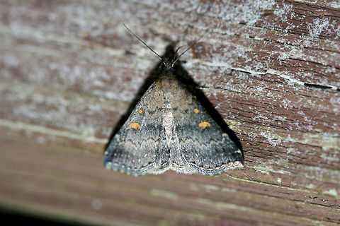 Smoky Tetanolita Moth