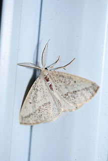 Lychnosea intermicata Attracted to porchlights near an overgrown backyard habitat in NW Georgia (Gordon County), US. 

This lovely moth decided to hitch a ride inside and hang out on my doorframe (excuse my dirty door)!
https://www.jungledragon.com/image/63483/lychnosea_intermicata.html Geotagged,Lychnosea intermicata,Moth Week 2018,Summer,United States,geometrid,geometridae,intermicata,lychnosea,moth,moths
