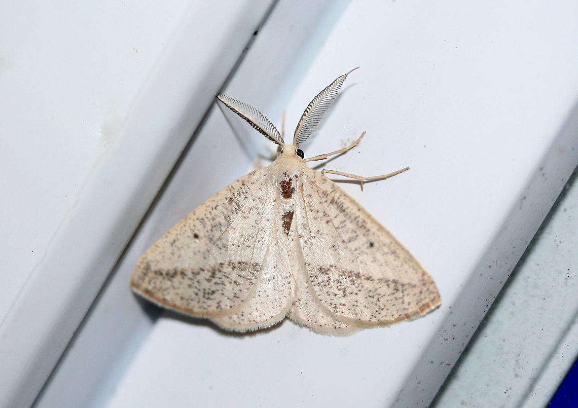 Lychnosea intermicata Attracted to porchlights near an overgrown backyard habitat in NW Georgia (Gordon County), US. <br />
<br />
This lovely moth decided to hitch a ride inside and hang out on my doorframe (excuse my dirty door)!<br />
<figure class="photo"><a href="https://www.jungledragon.com/image/63482/lychnosea_intermicata.html" title="Lychnosea intermicata"><img src="https://s3.amazonaws.com/media.jungledragon.com/images/3231/63482_thumb.jpg?AWSAccessKeyId=05GMT0V3GWVNE7GGM1R2&Expires=1759968010&Signature=WYdQBi%2BmyV5uljFUtfw9zCAG2%2B0%3D" width="102" height="152" alt="Lychnosea intermicata Attracted to porchlights near an overgrown backyard habitat in NW Georgia (Gordon County), US. <br />
<br />
This lovely moth decided to hitch a ride inside and hang out on my doorframe (excuse my dirty door)!<br />
https://www.jungledragon.com/image/63483/lychnosea_intermicata.html Geotagged,Lychnosea intermicata,Moth Week 2018,Summer,United States,geometrid,geometridae,intermicata,lychnosea,moth,moths" /></a></figure> Geotagged,Lychnosea intermicata,Moth Week 2018,Summer,United States,geometrid,geometridae,intermicata,lychnosea,moth,moths