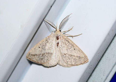 Lychnosea intermicata Attracted to porchlights near an overgrown backyard habitat in NW Georgia (Gordon County), US. 

This lovely moth decided to hitch a ride inside and hang out on my doorframe (excuse my dirty door)!
https://www.jungledragon.com/image/63482/lychnosea_intermicata.html Geotagged,Lychnosea intermicata,Moth Week 2018,Summer,United States,geometrid,geometridae,intermicata,lychnosea,moth,moths