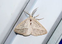 Lychnosea intermicata Attracted to porchlights near an overgrown backyard habitat in NW Georgia (Gordon County), US. <br />
<br />
This lovely moth decided to hitch a ride inside and hang out on my doorframe (excuse my dirty door)!<br />
https://www.jungledragon.com/image/63482/lychnosea_intermicata.html Geotagged,Lychnosea intermicata,Moth Week 2018,Summer,United States,geometrid,geometridae,intermicata,lychnosea,moth,moths
