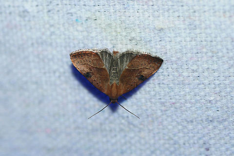 Wedgling Moth (Galgula partita) At a UV light setup near a backyard habitat in NW Georgia (Gordon County), US.
https://www.jungledragon.com/image/63528/wedgling_moth_galgula_partita.html Galgula partita,Geotagged,Moth Week 2018,Summer,United States,galgula,lepidoptera,moth,moths,wedgling moth