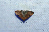 Wedgling Moth (Galgula partita) At a UV light setup near a backyard habitat in NW Georgia (Gordon County), US.<br />
https://www.jungledragon.com/image/63528/wedgling_moth_galgula_partita.html Galgula partita,Geotagged,Moth Week 2018,Summer,United States,galgula,lepidoptera,moth,moths,wedgling moth