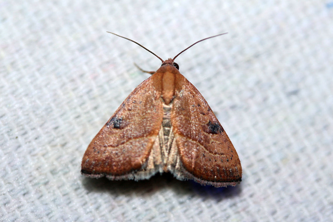 Wedgling Moth (Galgula partita) At a UV light setup near a backyard habitat in NW Georgia (Gordon County), US.<br />
<figure class="photo"><a href="https://www.jungledragon.com/image/63527/wedgling_moth_galgula_partita.html" title="Wedgling Moth (Galgula partita)"><img src="https://s3.amazonaws.com/media.jungledragon.com/images/3231/63527_thumb.jpg?AWSAccessKeyId=05GMT0V3GWVNE7GGM1R2&Expires=1759968010&Signature=58ATCIJ1GS20Y0crZbPuwe0VIts%3D" width="200" height="134" alt="Wedgling Moth (Galgula partita) At a UV light setup near a backyard habitat in NW Georgia (Gordon County), US.<br />
https://www.jungledragon.com/image/63528/wedgling_moth_galgula_partita.html Galgula partita,Geotagged,Moth Week 2018,Summer,United States,galgula,lepidoptera,moth,moths,wedgling moth" /></a></figure> Galgula partita,Geotagged,Summer,United States