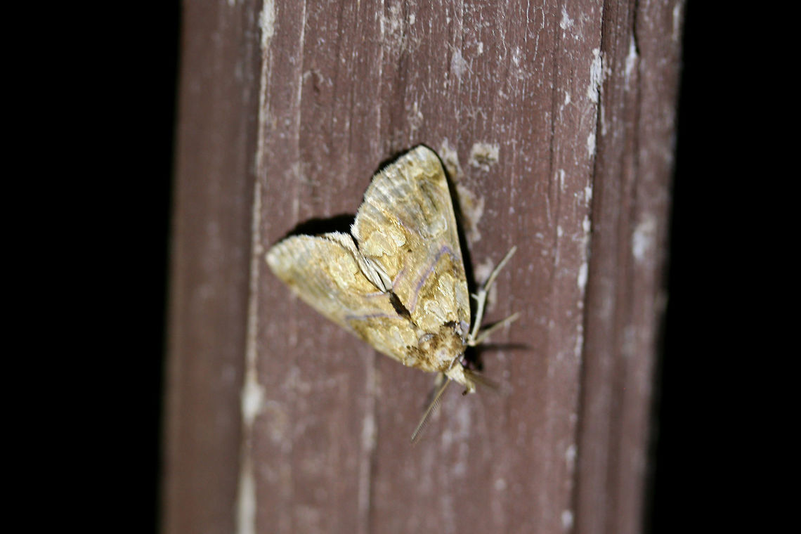Moonseed Moth (Plusiodonta compressipalpis) At UV light setup near a backyard habitat in NW Georgia (Gordon County), US.<br />
<br />
*Sorry for the poor quality image! Geotagged,Lepidoptera,Moonseed moth,Moth Week 2018,Plusiodonta compressipalpis,Summer,United States,moonseed moth,moth,moths,plusiodonta