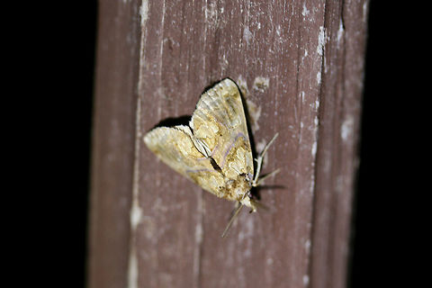 Moonseed Moth (Plusiodonta compressipalpis) At UV light setup near a backyard habitat in NW Georgia (Gordon County), US.

*Sorry for the poor quality image! Geotagged,Lepidoptera,Moonseed moth,Moth Week 2018,Plusiodonta compressipalpis,Summer,United States,moonseed moth,moth,moths,plusiodonta