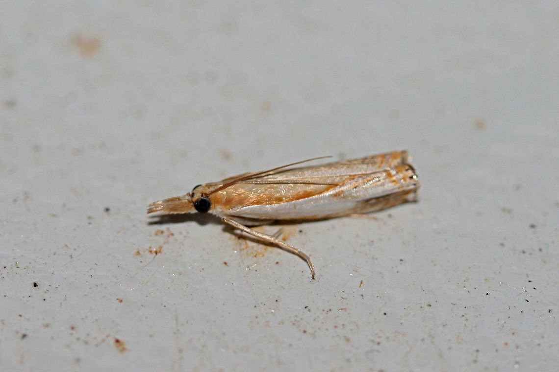 Double-Banded Grass-Veneer Moth (Crambus agitatellus) At a porch light near an overgrown backyard habitat in NW Georgia (Gordon County), US.<br />
<figure class="photo"><a href="https://www.jungledragon.com/image/63536/double-banded_grass-veneer_moth_crambus_agitatellus.html" title="Double-Banded Grass-Veneer Moth (Crambus agitatellus)"><img src="https://s3.amazonaws.com/media.jungledragon.com/images/3231/63536_thumb.jpg?AWSAccessKeyId=05GMT0V3GWVNE7GGM1R2&Expires=1759968010&Signature=SvRELvZsif0qT5G6w206eVoOksQ%3D" width="200" height="134" alt="Double-Banded Grass-Veneer Moth (Crambus agitatellus) At a porch light near an overgrown backyard habitat in NW Georgia (Gordon County), US.<br />
https://www.jungledragon.com/image/63535/double-banded_grass-veneer_moth_crambus_agitatellus.html Crambus agitatellus,Double-banded grass-veneer moth,Geotagged,Moth Week 2018,Summer,United States,crambus,lepidoptera,moth,moths" /></a></figure> Crambus agitatellus,Double-banded grass-veneer moth,Geotagged,Moth Week 2018,Summer,United States,crambus,lepidoptera,moth,moths