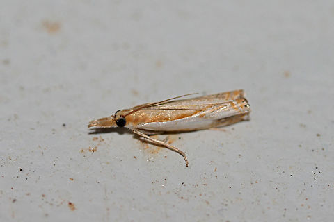 Double-Banded Grass-Veneer Moth (Crambus agitatellus) At a porch light near an overgrown backyard habitat in NW Georgia (Gordon County), US.
https://www.jungledragon.com/image/63536/double-banded_grass-veneer_moth_crambus_agitatellus.html Crambus agitatellus,Double-banded grass-veneer moth,Geotagged,Moth Week 2018,Summer,United States,crambus,lepidoptera,moth,moths