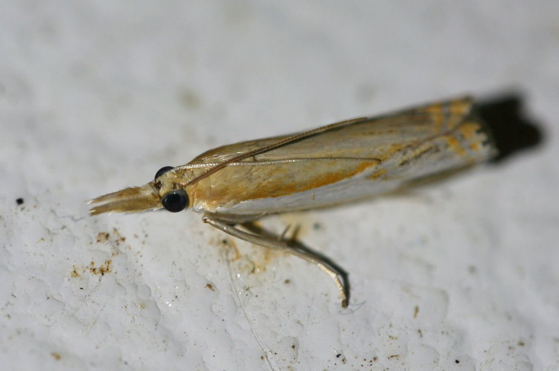Double-Banded Grass-Veneer Moth (Crambus agitatellus) At a porch light near an overgrown backyard habitat in NW Georgia (Gordon County), US.<br />
<figure class="photo"><a href="https://www.jungledragon.com/image/63535/double-banded_grass-veneer_moth_crambus_agitatellus.html" title="Double-Banded Grass-Veneer Moth (Crambus agitatellus)"><img src="https://s3.amazonaws.com/media.jungledragon.com/images/3231/63535_thumb.jpg?AWSAccessKeyId=05GMT0V3GWVNE7GGM1R2&Expires=1759968010&Signature=WbxR%2BgrOPQX4CMpzw0184QeluwE%3D" width="200" height="134" alt="Double-Banded Grass-Veneer Moth (Crambus agitatellus) At a porch light near an overgrown backyard habitat in NW Georgia (Gordon County), US.<br />
https://www.jungledragon.com/image/63536/double-banded_grass-veneer_moth_crambus_agitatellus.html Crambus agitatellus,Double-banded grass-veneer moth,Geotagged,Moth Week 2018,Summer,United States,crambus,lepidoptera,moth,moths" /></a></figure> Crambus agitatellus,Double-banded grass-veneer moth,Geotagged,Moth Week 2018,Summer,United States,crambus,lepidoptera,moth,moths