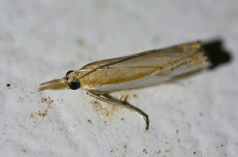 Double-Banded Grass-Veneer Moth (Crambus agitatellus) At a porch light near an overgrown backyard habitat in NW Georgia (Gordon County), US.
https://www.jungledragon.com/image/63535/double-banded_grass-veneer_moth_crambus_agitatellus.html Crambus agitatellus,Double-banded grass-veneer moth,Geotagged,Moth Week 2018,Summer,United States,crambus,lepidoptera,moth,moths